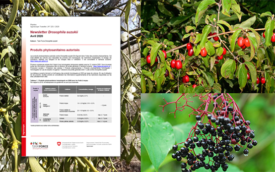 newsletter drosophila